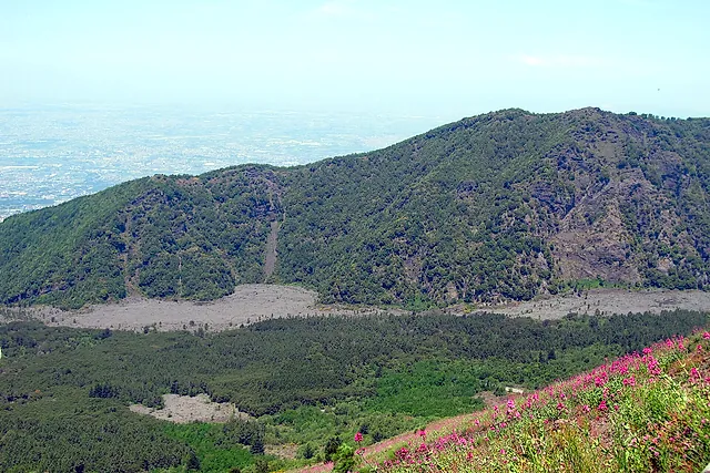 The grey lava flow of the 1944 eruption between woods and pink valerian on the slopes of Vesuvius